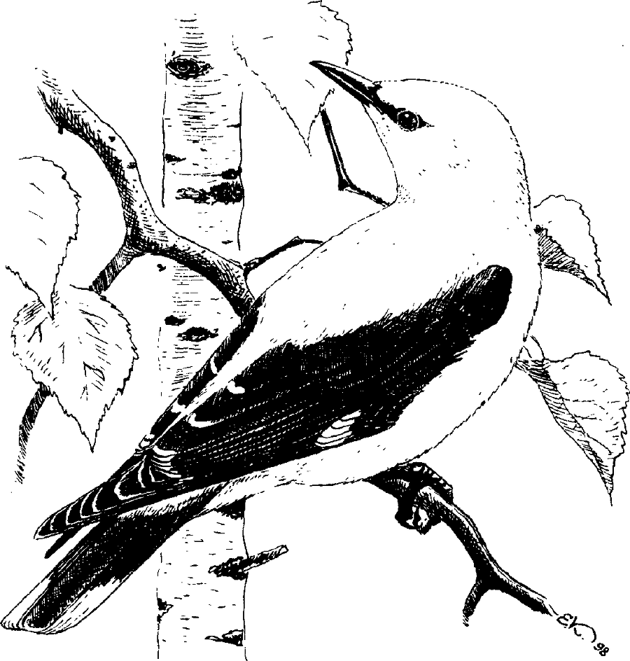 Я познаю мир. Живая природа от А до Я - image65.png