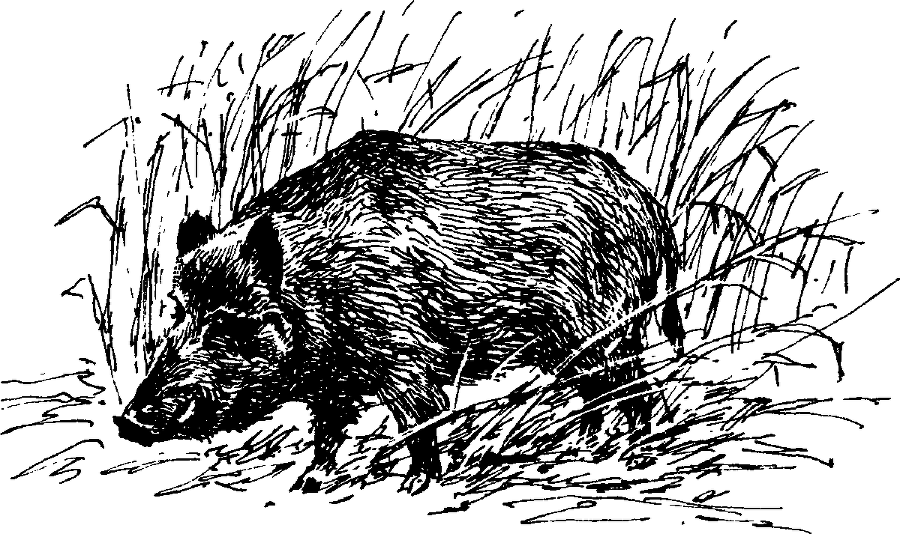 Я познаю мир. Живая природа от А до Я - image69.png