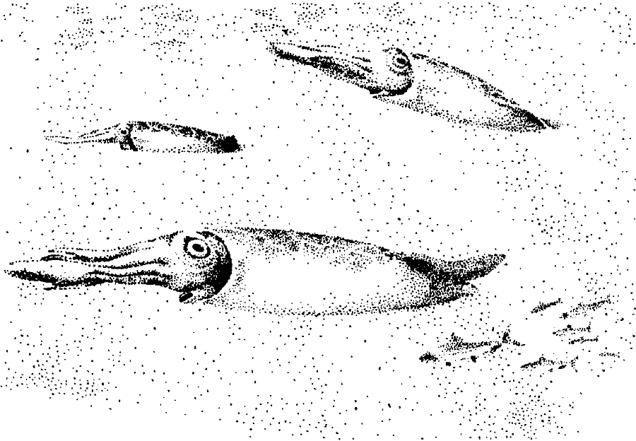 Я познаю мир. Живая природа от А до Я - image71.png