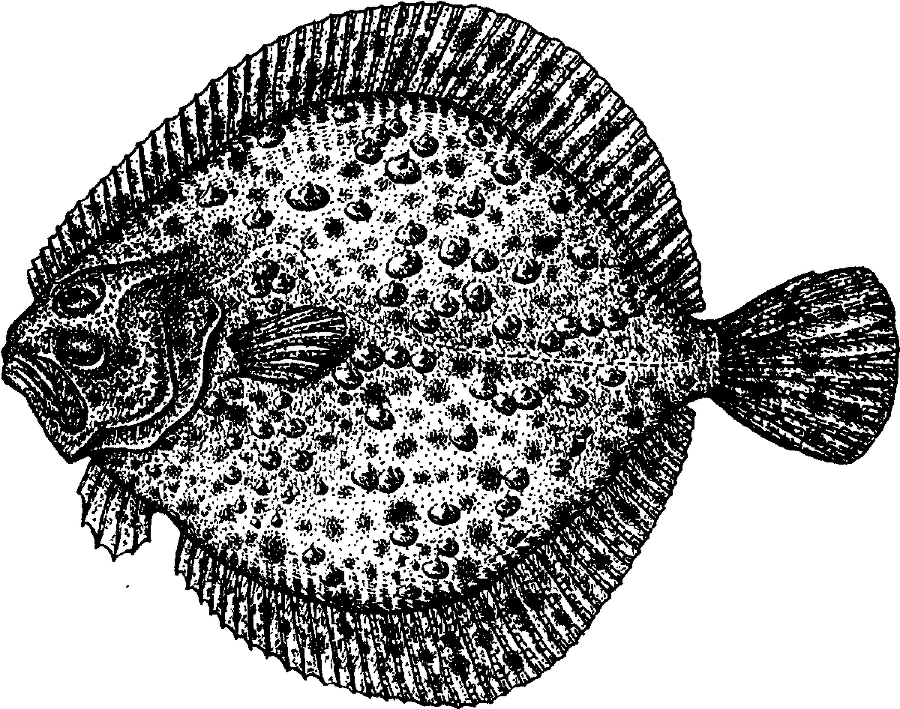 Я познаю мир. Живая природа от А до Я - image72.png