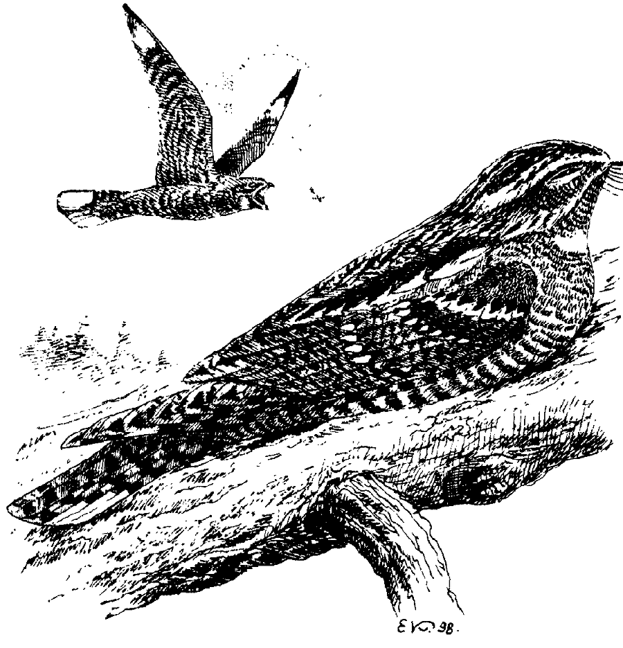 Я познаю мир. Живая природа от А до Я - image80.png