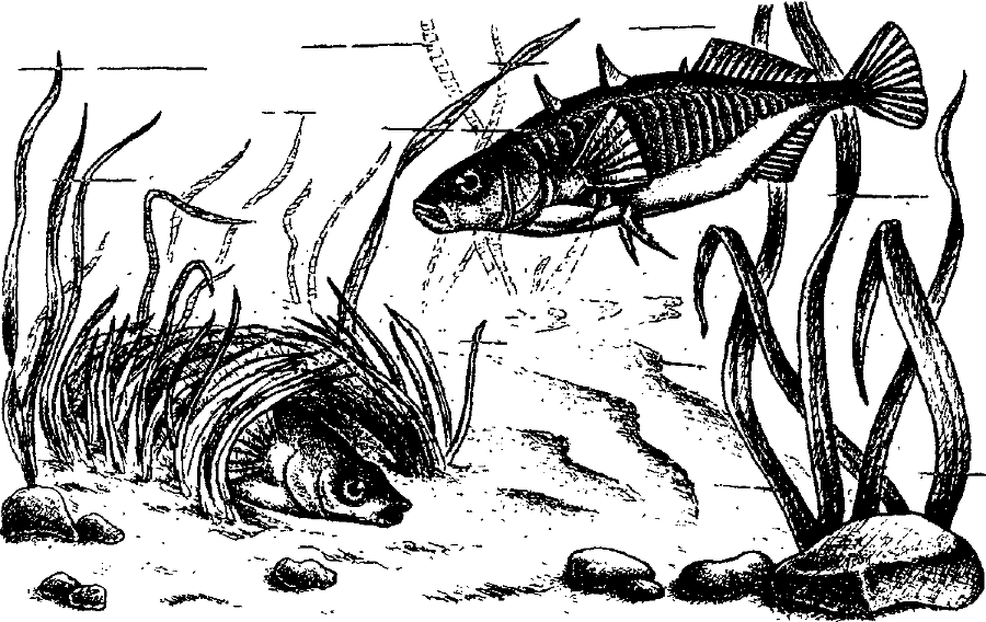 Я познаю мир. Живая природа от А до Я - image81.png