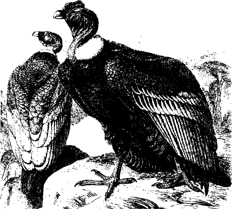 Я познаю мир. Живая природа от А до Я - image82.png