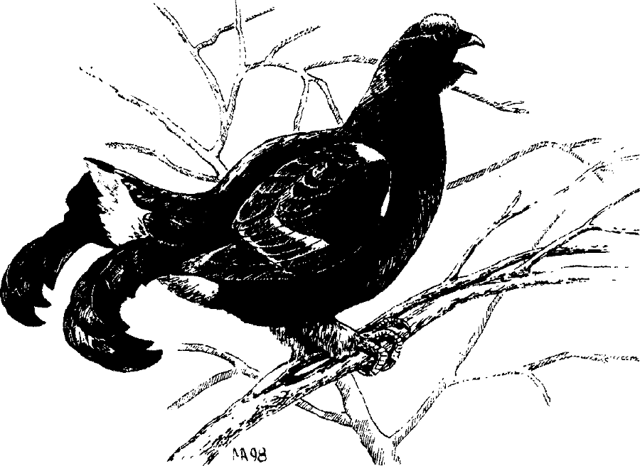 Я познаю мир. Живая природа от А до Я - image187.png