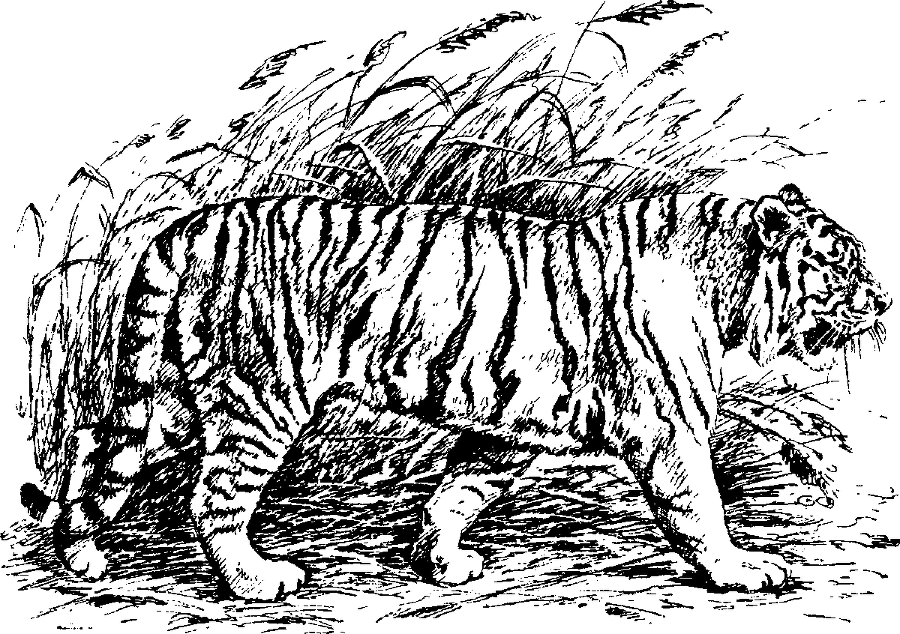 Я познаю мир. Живая природа от А до Я - image188.png