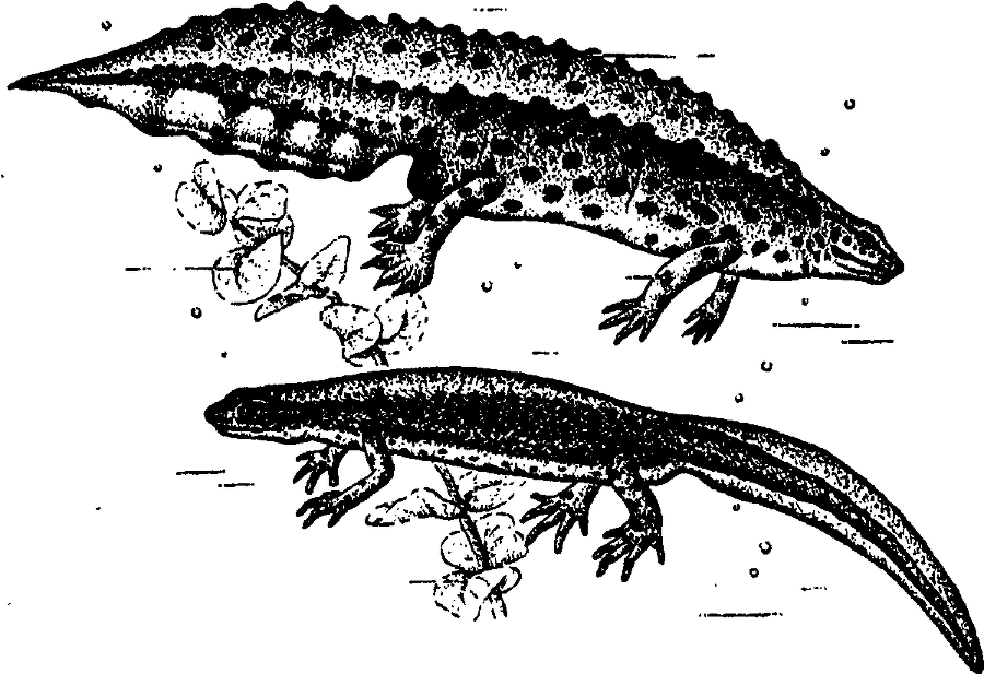 Я познаю мир. Живая природа от А до Я - image189.png