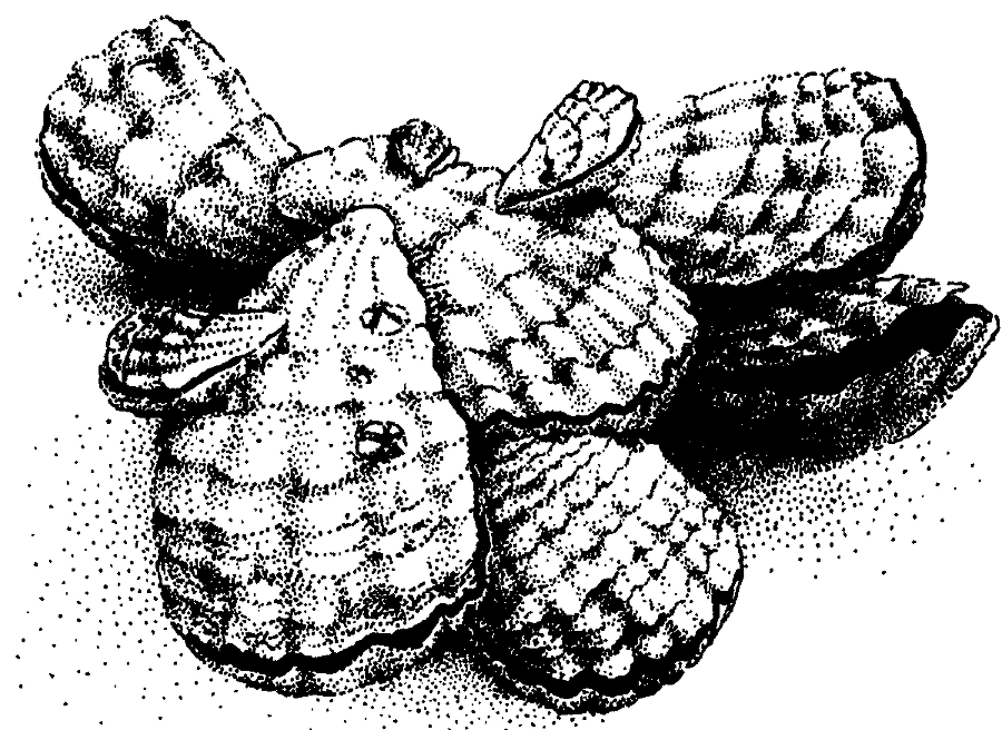 Я познаю мир. Живая природа от А до Я - image198.png