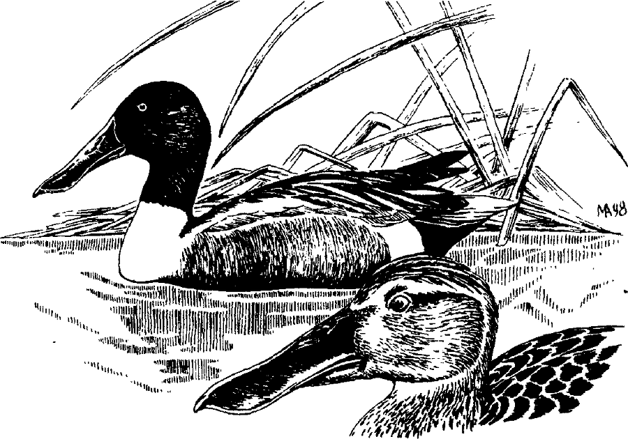 Я познаю мир. Живая природа от А до Я - image199.png