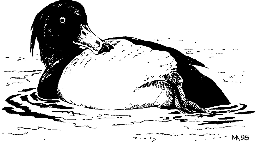 Я познаю мир. Живая природа от А до Я - image200.png