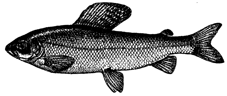 Я познаю мир. Живая природа от А до Я - image209.png