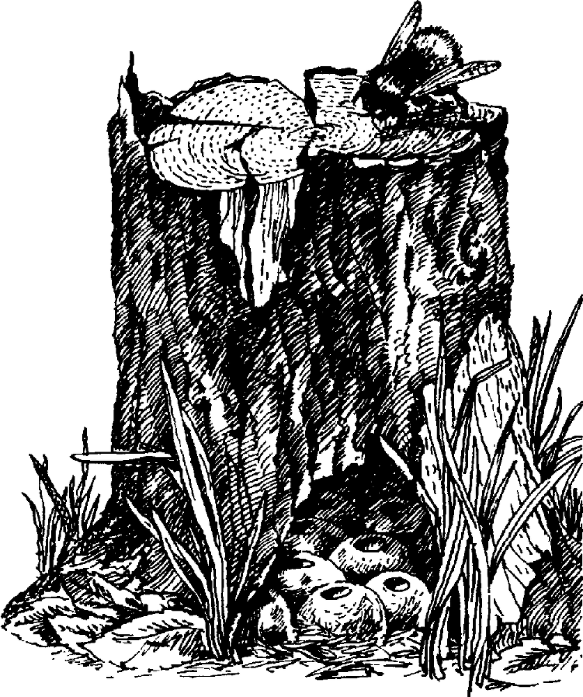 Я познаю мир. Живая природа от А до Я - image222.png