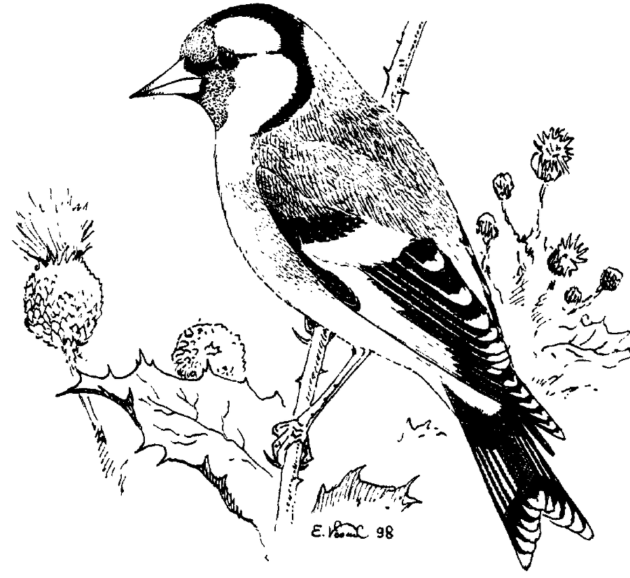 Я познаю мир. Живая природа от А до Я - image224.png