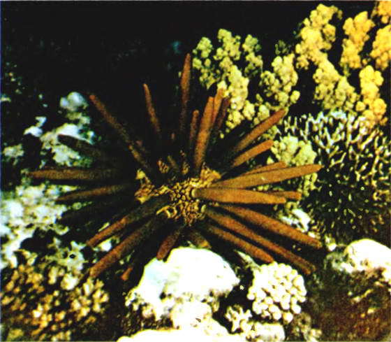 Мир океана. Море живет - i_008.jpg