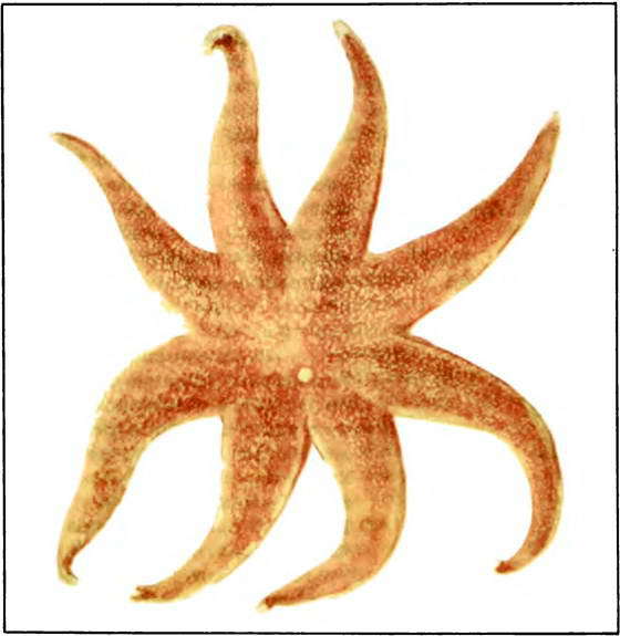 Мир океана. Море живет - i_018.jpg