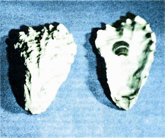 Мир океана. Море живет - i_036.jpg