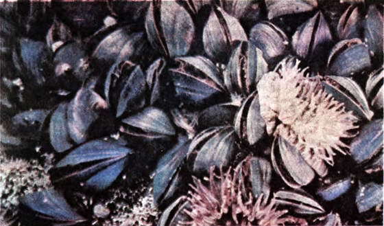 Мир океана. Море живет - i_038.jpg