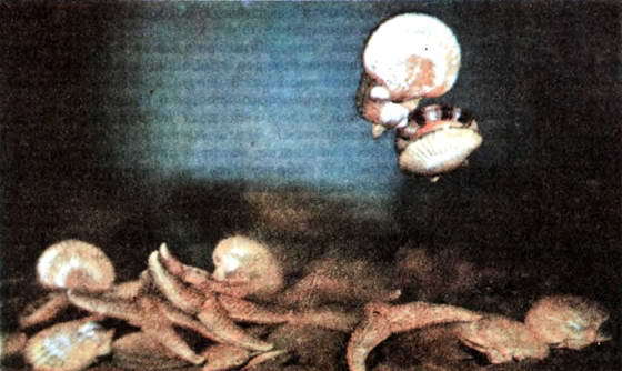 Мир океана. Море живет - i_039.jpg