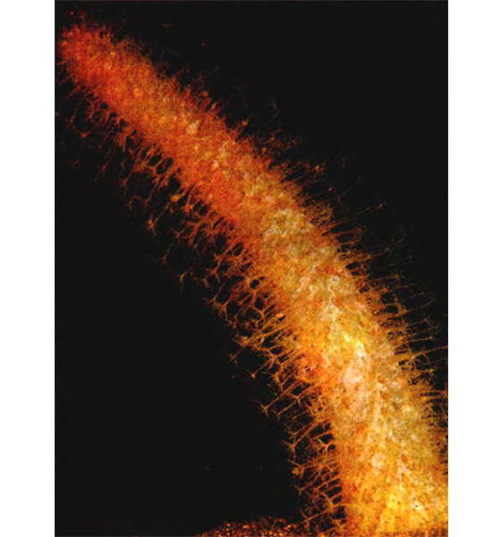 Мир океана. Море живет - i_052.jpg