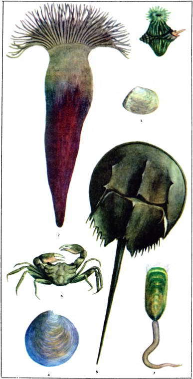 Мир океана. Море живет - i_053.jpg