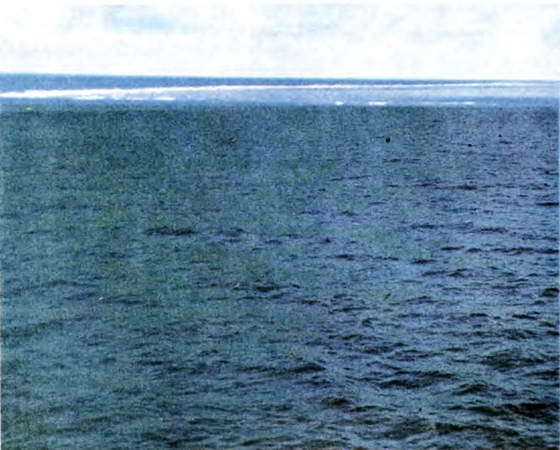 Мир океана. Море живет - i_055.jpg