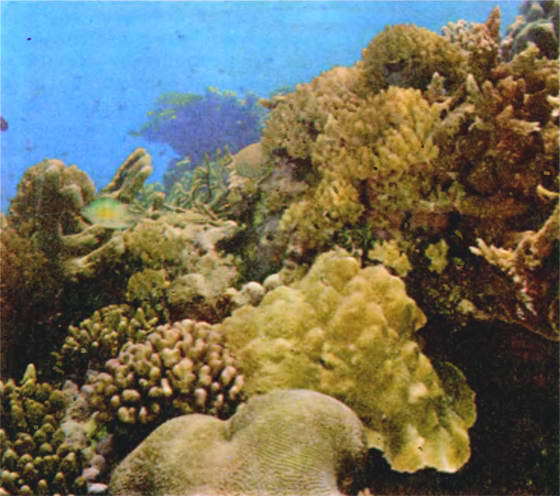 Мир океана. Море живет - i_056.jpg