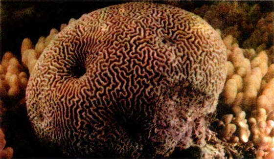 Мир океана. Море живет - i_057.jpg