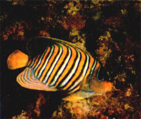 Мир океана. Море живет - i_076.jpg