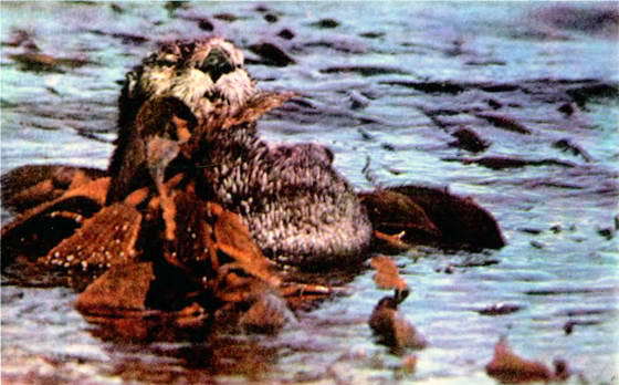 Мир океана. Море живет - i_105.jpg