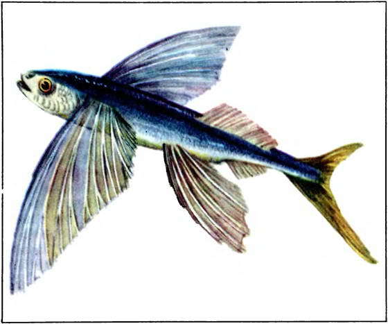 Мир океана. Море живет - i_113.jpg