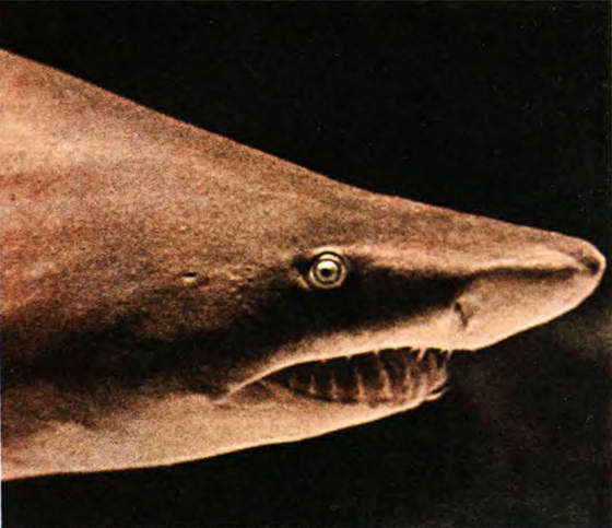 Мир океана. Море живет - i_117.jpg