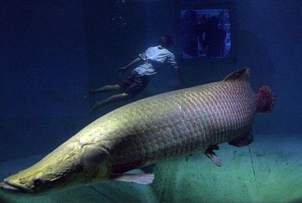 Этот загадочный подводный мир (СИ) - korkosh_057.jpg