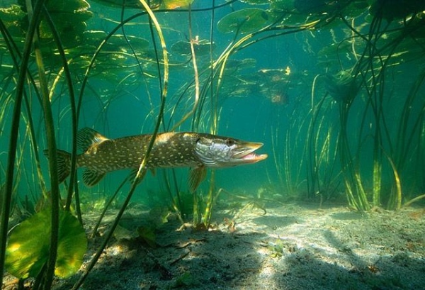 Этот загадочный подводный мир (СИ) - korkosh_058.jpg