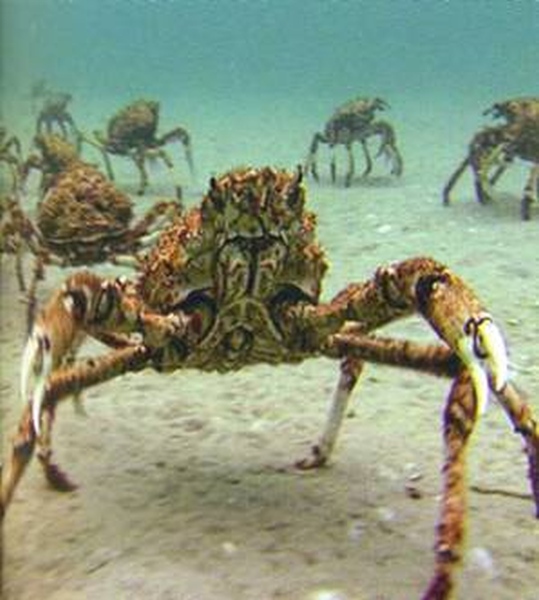 Этот загадочный подводный мир (СИ) - korkosh_086.jpg