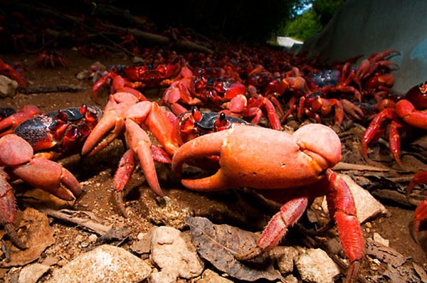 Этот загадочный подводный мир (СИ) - korkosh_087.jpg