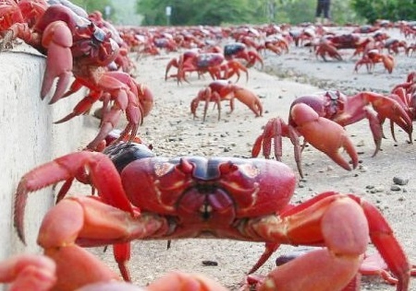 Этот загадочный подводный мир (СИ) - korkosh_088.jpg