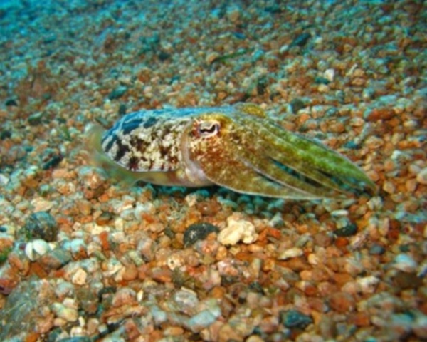 Этот загадочный подводный мир (СИ) - korkosh_111.jpg