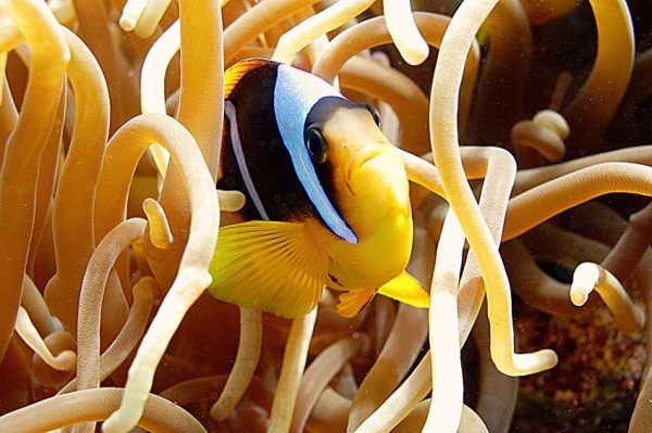 Этот загадочный подводный мир (СИ) - korkosh_127.jpg