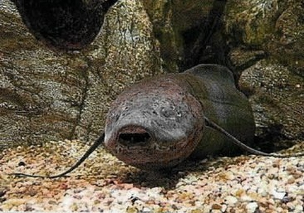 Этот загадочный подводный мир (СИ) - korkosh_131.jpg