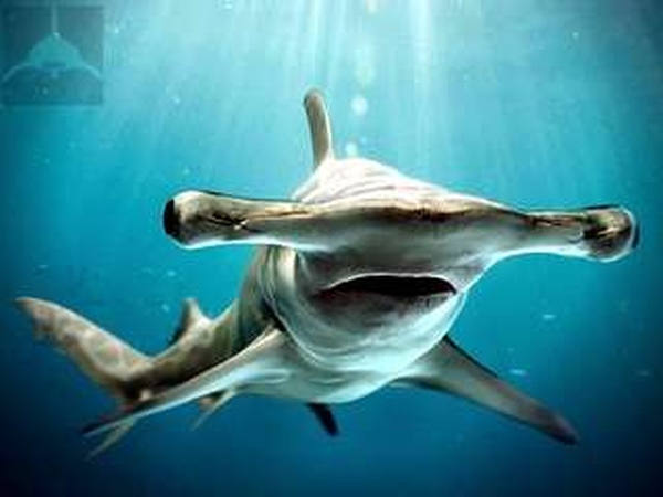 Этот загадочный подводный мир (СИ) - korkosh_134.jpg