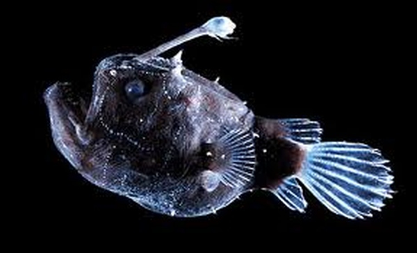 Этот загадочный подводный мир (СИ) - korkosh_136.jpg