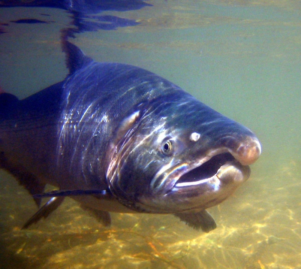 Этот загадочный подводный мир (СИ) - korkosh_151.jpg