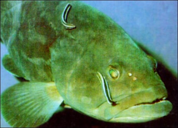 Этот загадочный подводный мир (СИ) - korkosh_167.jpg