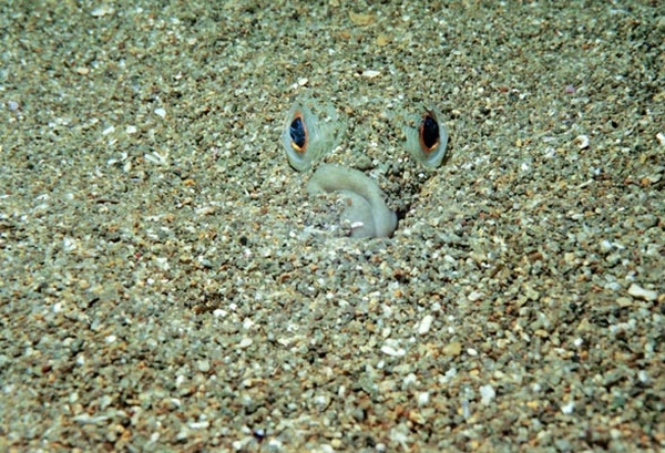 Этот загадочный подводный мир (СИ) - korkosh_169.jpg