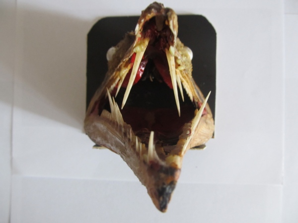 Этот загадочный подводный мир (СИ) - korkosh_173.jpg