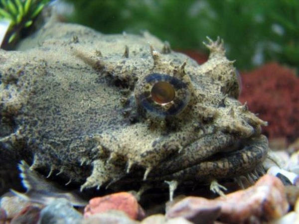 Этот загадочный подводный мир (СИ) - korkosh_176.jpg