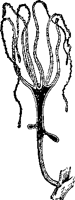 Занимательная зоология - i_032.png