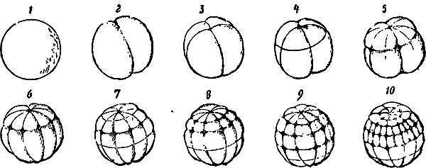 Занимательная зоология - i_035.jpg