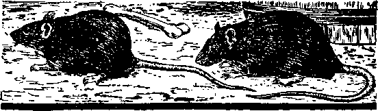 Занимательная зоология - i_048.png