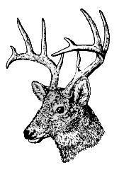 Скауты в лесах - img_14.jpeg