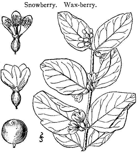 Скауты в лесах - img_15.jpeg